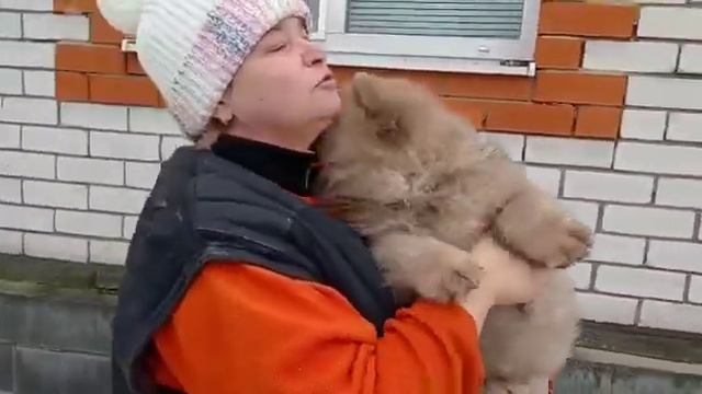 Чау-чау, девочка цимтового окраса, 3 месяца 5 февраля 2023 г. смотреть онлайн
