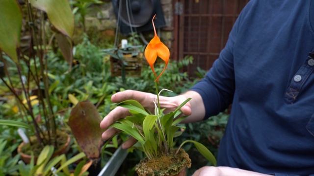 #Москвастобой - Экскурсия «Орхидеи Дракулы»