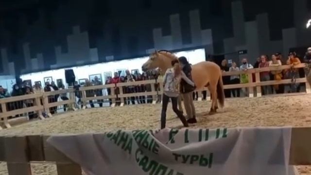 Эквирос 2021. Норвежский Фьорд. смотреть онлайн