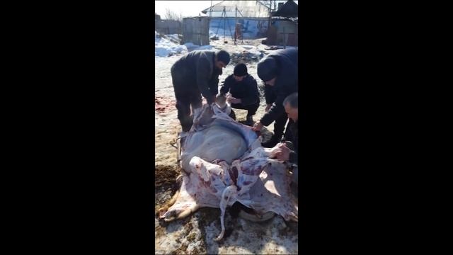 Колим бычка на свадьбу смотреть онлайн