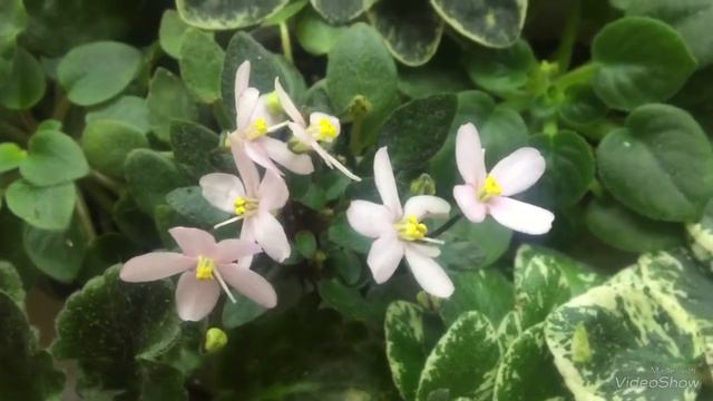 Фиалки, которые достойны Вашего внимания. Цветущие фиалки смотреть онлайн