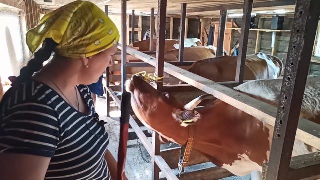 ЧУТЬ КОРОВУ НЕ УГРОБИЛИ....ВЕТВРАЧ СПЕШИТ НА ПОМОЩЬ!!!! смотреть онлайн