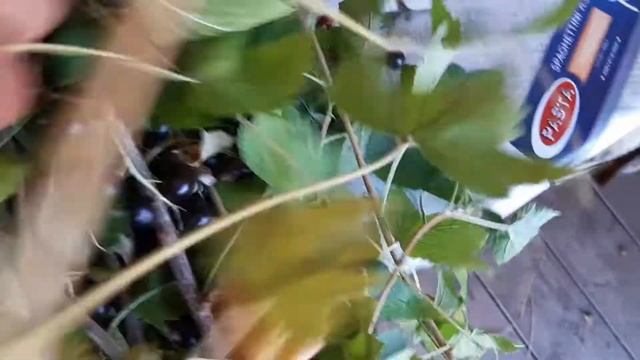 ?‼️Как быстро смородину собрать и спину не гнуть?☝ смотреть онлайн