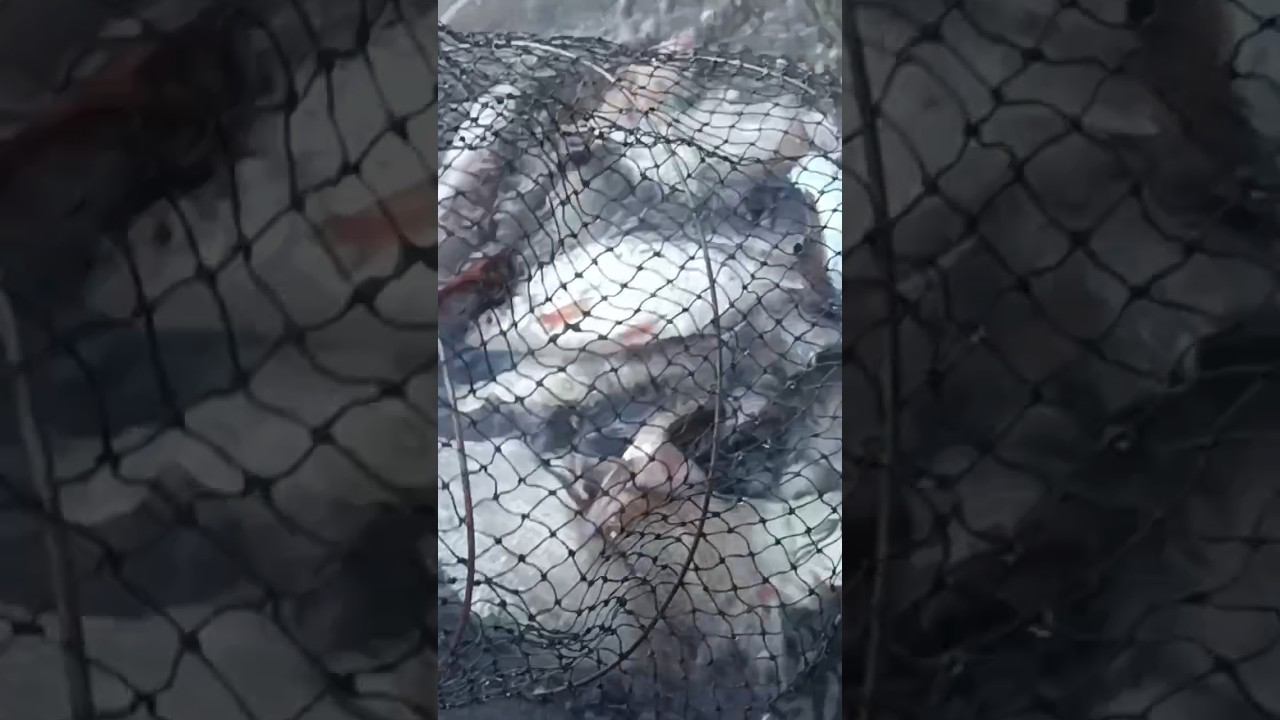 Второй раз слегка оторвался по густере. смотреть онлайн