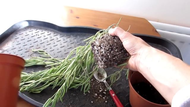 Re potting my Hoya linearis Plant into a hanging basket смотреть онлайн