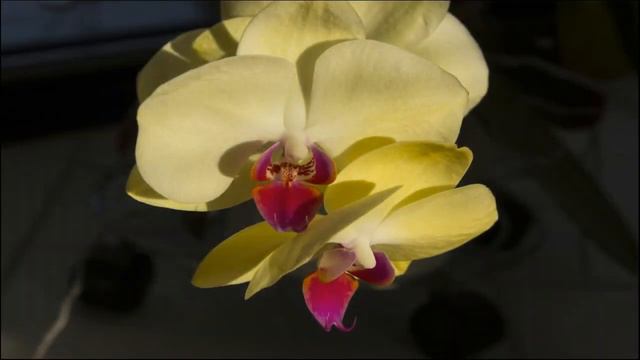 Admire as belas imagens de orquideas perdidas Admire the beautiful orchid images of lost tracks смотреть онлайн