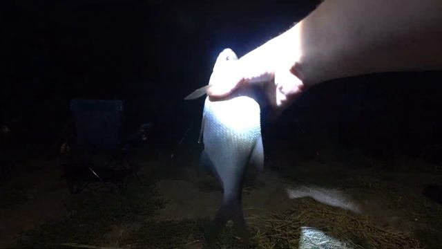 Рыбалка с ночевкой! Бешеный клев леща и крупный карась. смотреть онлайн