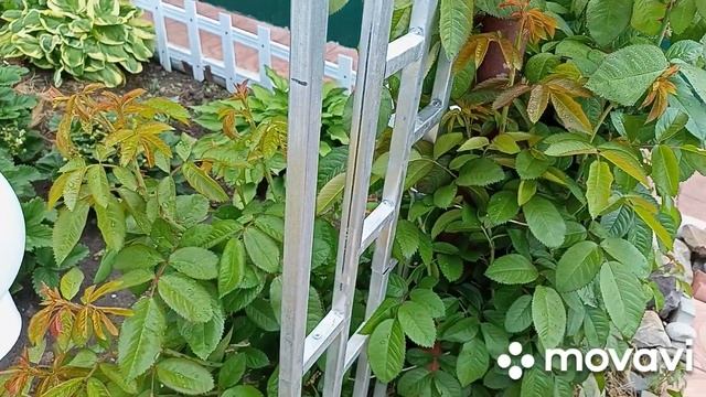 5 июня делаю салатик.Тля на розах.Кашпо из мягкого ротанга. смотреть онлайн
