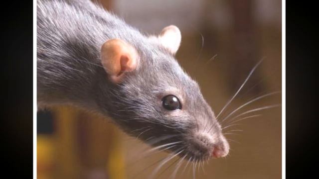 Памятник отважному крысу! Удивительная история, рассказанная одним шахтером. смотреть онлайн