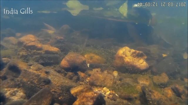 Haludaria fasciata and Crimson Loach in the Wild смотреть онлайн