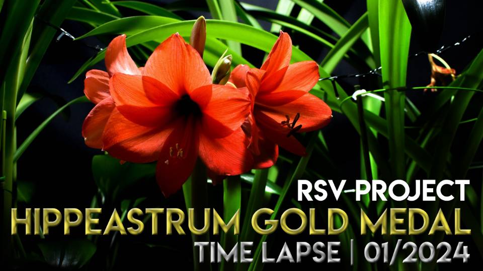 Hippeastrum Gold Medal Time Lapse | 01/2024