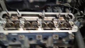 Калина. Жор масла.