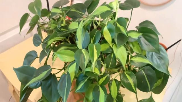 You can't kill this plant! | Easy Philodendron Brasil care смотреть онлайн