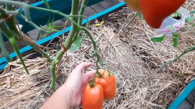 ОБЗОР КРУПНЫХ И МЕГАУРОЖАЙНЫХ ТОМАТОВ/СОРТА КРУПНЫХ и ВКУСНЫХ ПОМИДОР/ЛУЧШИЕ СОРТА КРУПНЫХ  ТОМАТОВ