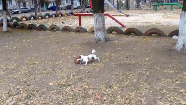 Джек Рассел Бостон. Тренировка с деревом 2 смотреть онлайн