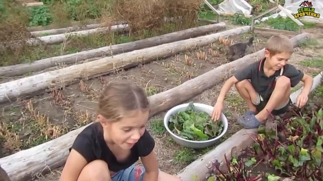 Огород 2017г. - сбор урожая, конец сезона. (09.17г.) Семья Бровченко. смотреть онлайн