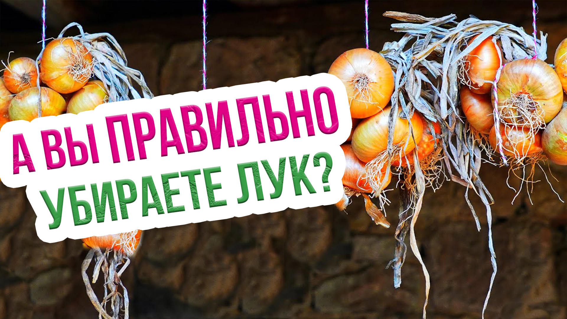 Когда убирать лук репчатый? Уборка лука с грядки и подготовка его к хранению смотреть онлайн
