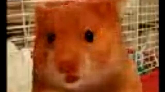 Говорящий Хомячок :)) Speaker Hamster :)) .avi смотреть онлайн