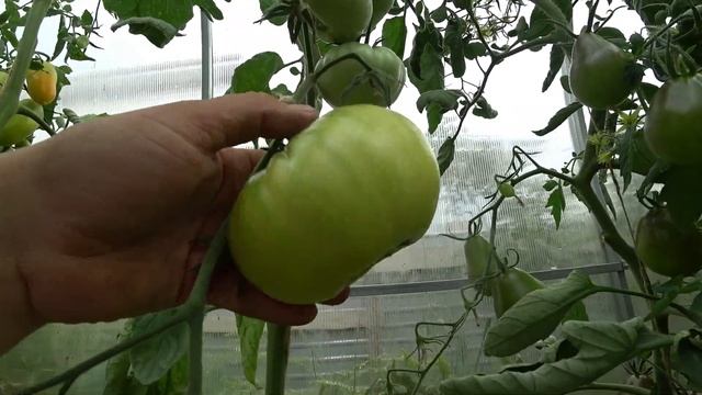 Обзор томатов. Зелёные сорта смотреть онлайн