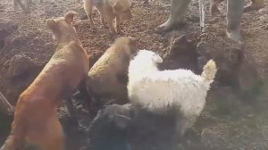 ОГРОМНЫХ КРЫС ЛОВЯТ СОБАКИ!!