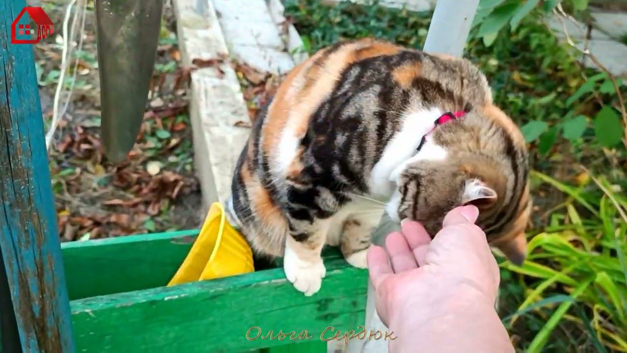 Кошачья нежность/ Ксюша в саду / любимые питомцы смотреть онлайн