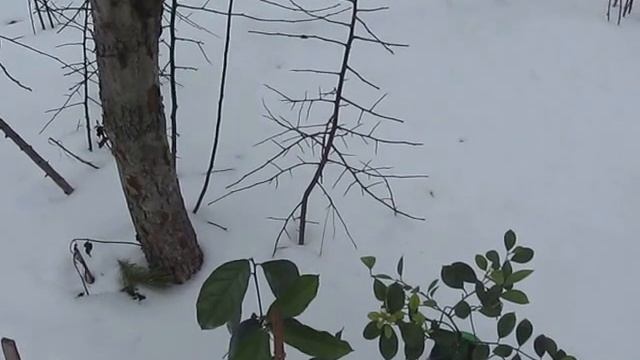 Лимоны на снегу смотреть онлайн