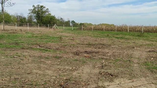 Размечаем места для посадки черешни