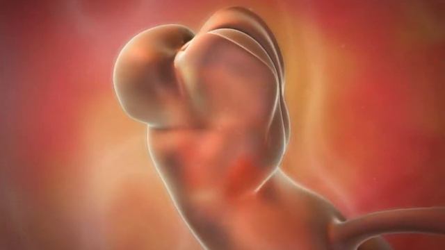 Pregnancy and Fetal Development смотреть онлайн