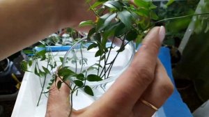 Укоренение Полиантового Жасмина в воде