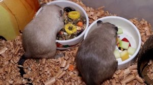 Сколько живут песчанки и как продлить им жизнь. Продолжительность жизни песчанок