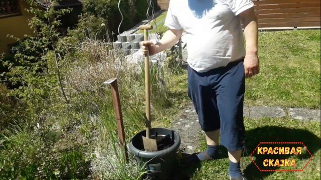 Как посадить грушу и остаться в живых//Пересаживаем оливковое дерево// Как посадить саженцы смотреть онлайн