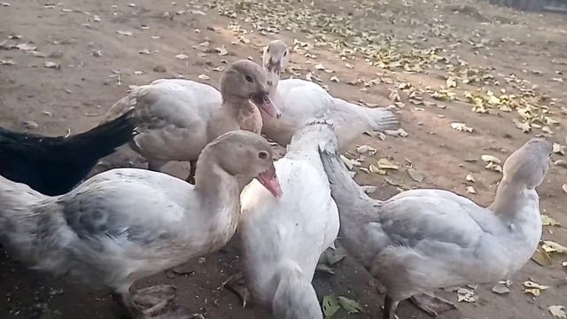 УТЯТА ЦВЕТНЫЕ ЛАВАНДА ГОЛУБЫЕ ЧЁРНЫЕ. КОРМЕШКА УТЯТ смотреть онлайн