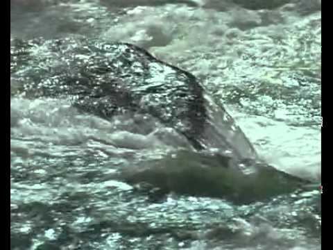 Горный Алтай. Из цикла "Заповедная Россия" www.vtourisme.com смотреть онлайн