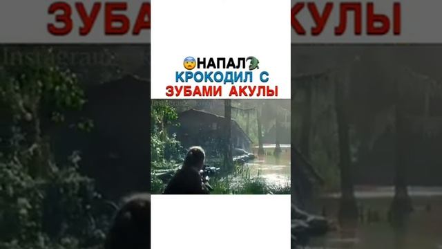 ?Напал?Крокодил с зубами акулы смотреть онлайн