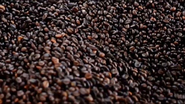 СОРТЫ КОФЕЙНЫХ ЗЕРЕН. КАКИЕ БЫВАЮТ ВИДЫ КОФЕЙНЫХ ЗЕРЕН? смотреть онлайн