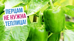 Как вырастить перцы в открытом грунте? Как высаживать, формировать и подкармливать перцы