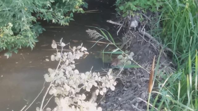 Бобры и ондатры. Помогаем строить плотину. смотреть онлайн