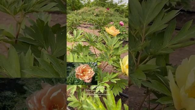 Пион Singing In The Rain|Сортовые современные пионы|Пионы из Голландии|Сингинг ин зэ рэйн|Ито пион