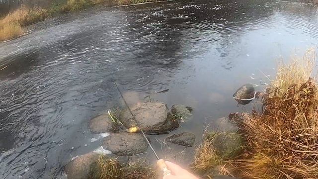 Щука малой реки. Рыбалка в Ленинградской области. Октябрь 2021г. смотреть онлайн