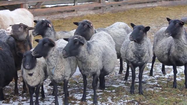 Племенные романовские овцы на продажу смотреть онлайн