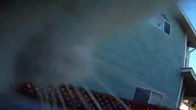 Мир глазами кота.  Милый ролик