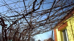 ВЕСЕННЯЯ ОБРЕЗКА ЗИМОСТОЙКИХ КУСТОВ ВИНОГРАДА ОБРЕЗКА ВИНОГРАДА НА АРКЕ