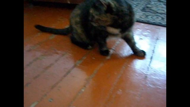 КОШКА ЛОВИТ МЫШЬ ?