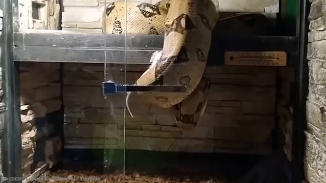 15 Abnormally Large Snakes That Actually Exist смотреть онлайн