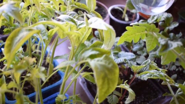 Отзыв и тест фитолампы Uniel 9 W для растений из Леруа Мерлен Лампа для подсветки рассады смотреть онлайн