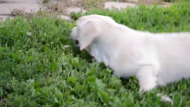 золотистые ретриверы - гуляем смотреть онлайн