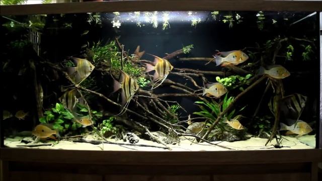 Интерактивный аквариумный туризм Сезон 4 Выпуск 14 - Настоящая Амазония, или нет? смотреть онлайн