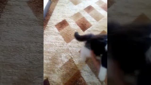 котенок с Китая 2 смотреть онлайн