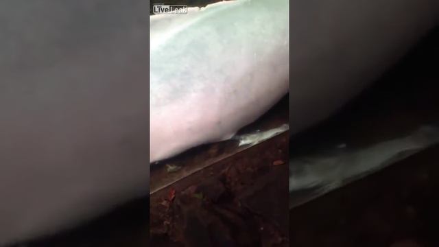 Дельфин и рыбка смотреть онлайн