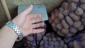 Как Зимой Хранить Картофель на Балконе